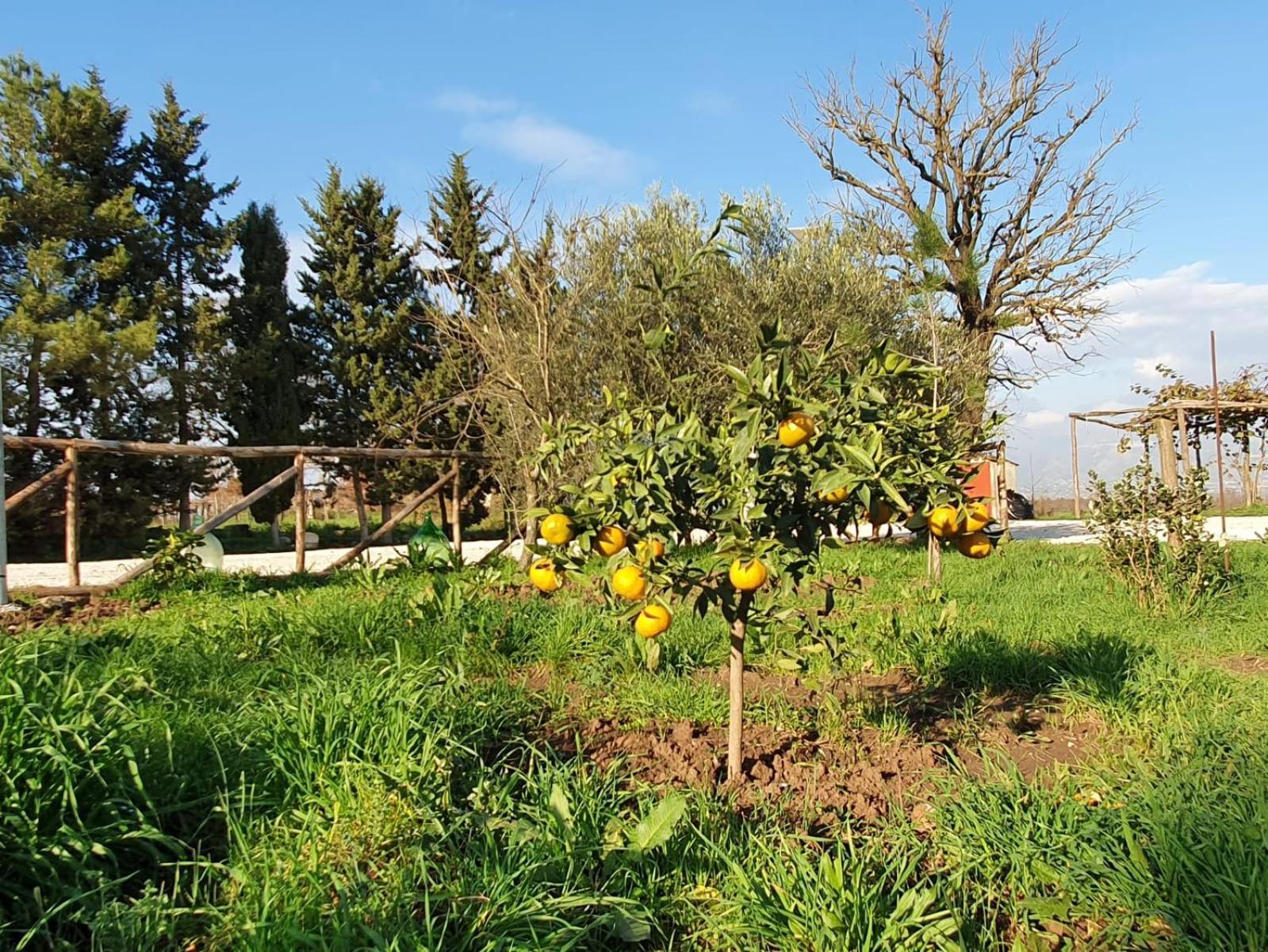 הוילה Dragoni  L' Alcova Del Conte מראה חיצוני תמונה